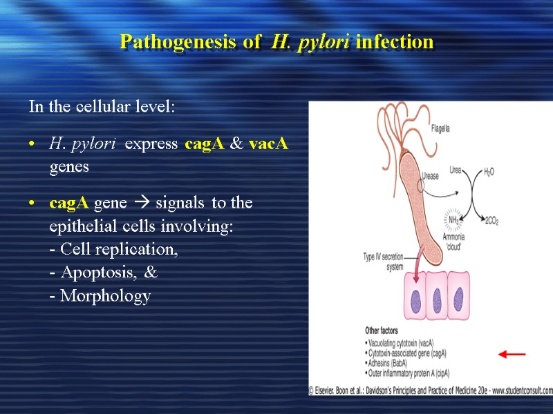 Pathogenesis of  H. pylori infection In the cellular level: H. pylori  express